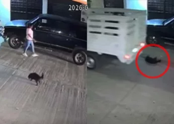 Cámaras de seguridad de la Avenida del Panteón registraron los ángulos de la camioneta Nissan color rojo con caja blanca que arrolló a la mascota.