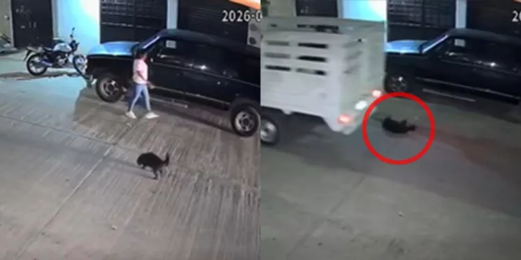 Cámaras de seguridad de la Avenida del Panteón registraron los ángulos de la camioneta Nissan color rojo con caja blanca que arrolló a la mascota.