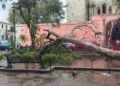 Foto: Municipio de Oaxaca de Juárez // Uno de los árboles derribados. Repondrán al menos 140 como medida de mitigación.