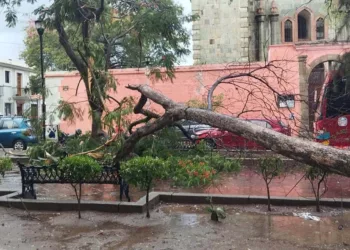 Foto: Municipio de Oaxaca de Juárez // Uno de los árboles derribados. Repondrán al menos 140 como medida de mitigación.
