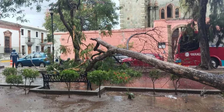 Foto: Municipio de Oaxaca de Juárez // Uno de los árboles derribados. Repondrán al menos 140 como medida de mitigación.