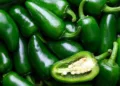 ¡Se enchilan los vecinos! EE. UU. responsabiliza a chiles mexicanos por brote de salmonela