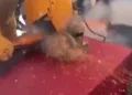 VIDEO | Escopeta dispara durante jornada de desarme en Michoacán; dos civiles resultan heridos