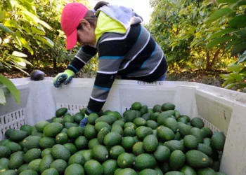 Fotos: Agencias // El aguacate mexicano se colocó como el segundo producto agroalimentario de México a Estados Unidos en 2025.