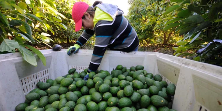 Fotos: Agencias // El aguacate mexicano se colocó como el segundo producto agroalimentario de México a Estados Unidos en 2025.