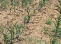 “Super El Niño” se fortalece: NOAA y UNAM alertan por sequías extremas y altas temperaturas en México