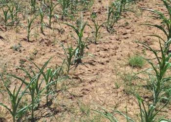 “Super El Niño” se fortalece: NOAA y UNAM alertan por sequías extremas y altas temperaturas en México