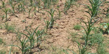 “Super El Niño” se fortalece: NOAA y UNAM alertan por sequías extremas y altas temperaturas en México