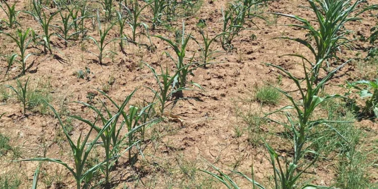 “Super El Niño” se fortalece: NOAA y UNAM alertan por sequías extremas y altas temperaturas en México