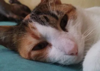 Día del Gato en México: Hay 19.2 millones de felinos y así debes cuidarlos