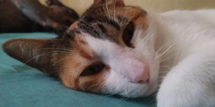 Día del Gato en México: Hay 19.2 millones de felinos y así debes cuidarlos