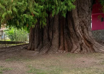 Habitantes de la comunidad buscan que continúe siendo preservado como patrimonio natural.