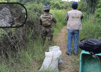 Frustran saqueo de más de 5 mil huevos de tortuga golfina en Playa Escobilla