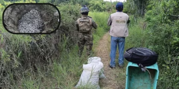Frustran saqueo de más de 5 mil huevos de tortuga golfina en Playa Escobilla