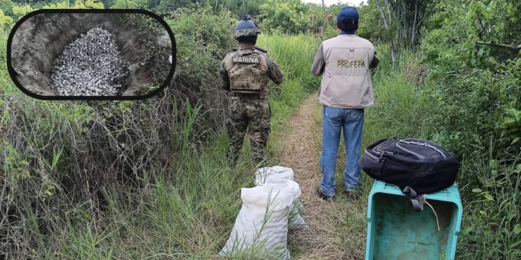 Frustran saqueo de más de 5 mil huevos de tortuga golfina en Playa Escobilla