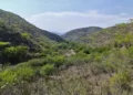 La estrategia busca frenar la deforestación.