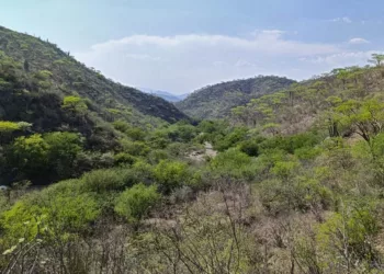 La estrategia busca frenar la deforestación.