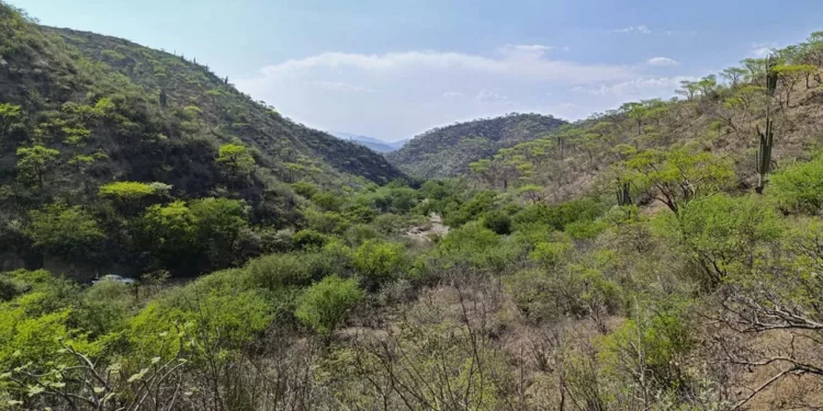 La estrategia busca frenar la deforestación.
