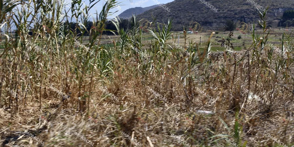 En temporada de lluvias, enfrentan sequía 15 municipios de Oaxaca