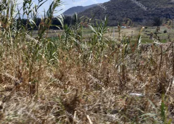 Foto: Archivo El Imparcial // La sequía afecta más a la zona del Istmo de Tehuantepec.