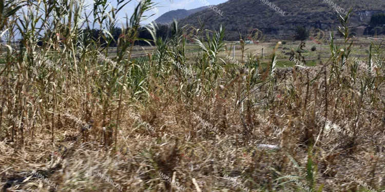 Foto: Archivo El Imparcial // La sequía afecta más a la zona del Istmo de Tehuantepec.