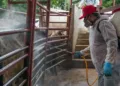 Foto: Gobierno de México // Gusano barrenador, incontenible