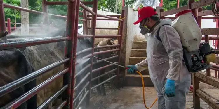 Foto: Gobierno de México // Gusano barrenador, incontenible