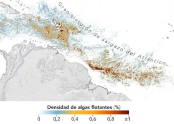 Alerta de la NASA: Expansión del Sargazo alcanza récord en el Caribe y el Golfo de México en 2026