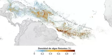Alerta de la NASA: Expansión del Sargazo alcanza récord en el Caribe y el Golfo de México en 2026