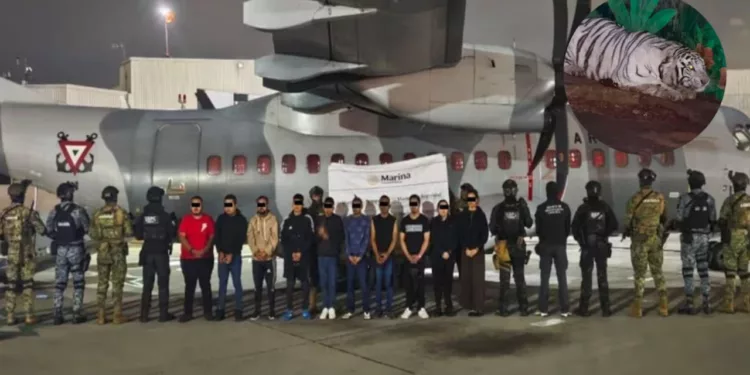 ¡Jaula criminal! Caen 20 presuntos del CJNG entre armas, droga y animales exóticos