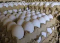 Precio del huevo alcanza su mayor alza en 20 años: ¿cuánto cuesta el kilo en México?