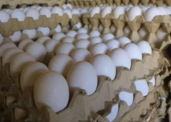 Precio del huevo alcanza su mayor alza en 20 años: ¿cuánto cuesta el kilo en México?