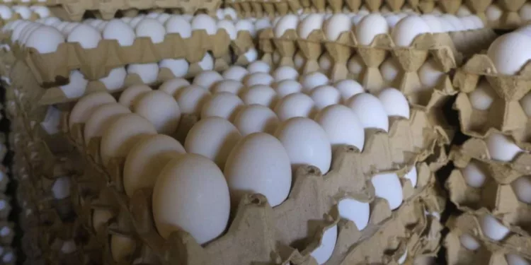 Precio del huevo alcanza su mayor alza en 20 años: ¿cuánto cuesta el kilo en México?