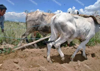 Foto: Archivo El Imparcial // Problemas en algunos municipios del Istmo de Tehuantepec para la siembra ante la falta de lluvias.