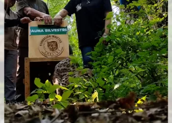 Realizaron la liberación del ejemplar en el Parque Nacional Huatulco.