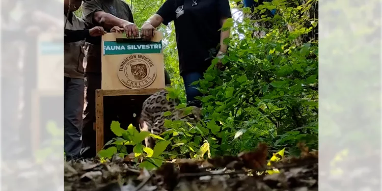 Realizaron la liberación del ejemplar en el Parque Nacional Huatulco.