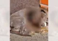 Grey fue atendido en una clínica veterinaria, pero no pudieron salvarle la vida pese a los esfuerzos.