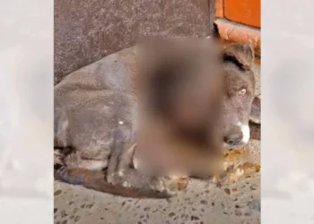 Grey fue atendido en una clínica veterinaria, pero no pudieron salvarle la vida pese a los esfuerzos.