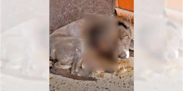 Grey fue atendido en una clínica veterinaria, pero no pudieron salvarle la vida pese a los esfuerzos.
