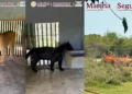 ¡Zoológico clandestino bajo la lupa! Aseguran 135 animales exóticos y 68 mil litros de diésel en Tamaulipas