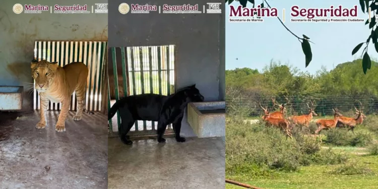 ¡Zoológico clandestino bajo la lupa! Aseguran 135 animales exóticos y 68 mil litros de diésel en Tamaulipas