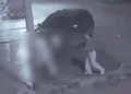 VIDEO | Infidelidad termina en sangre: joven mata a puñaladas a hombre de 73 años en plena calle
