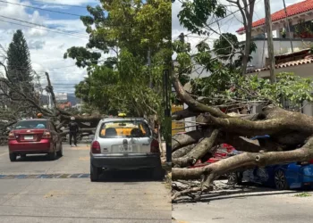 ¡Jacaranda se desploma sobre un automóvil y lo deja en pérdida total en Camino Nacional!