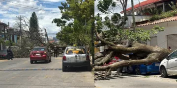 ¡Jacaranda se desploma sobre un automóvil y lo deja en pérdida total en Camino Nacional!