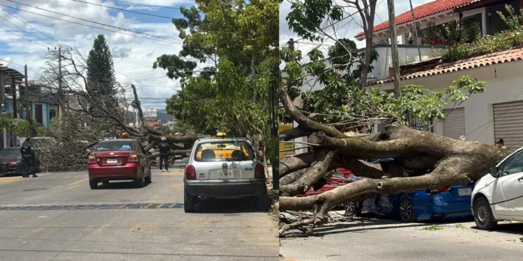 ¡Jacaranda se desploma sobre un automóvil y lo deja en pérdida total en Camino Nacional!