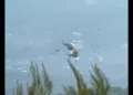 VIDEO ¡Drama en el cielo de Grecia! Dos helicópteros antincendios chocan en pleno operativo contra las llamas