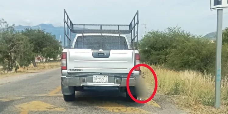 VIDEO | ¡Indignación en Oaxaca! Denuncian a camioneta por llevar a un perrito colgando en carretera