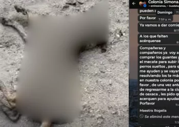 ¡Arde el caso en Juchitán! Denuncias por perros presuntamente envenenados desatan acusaciones y reclamos por pruebas