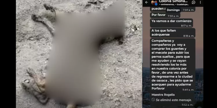 ¡Arde el caso en Juchitán! Denuncias por perros presuntamente envenenados desatan acusaciones y reclamos por pruebas