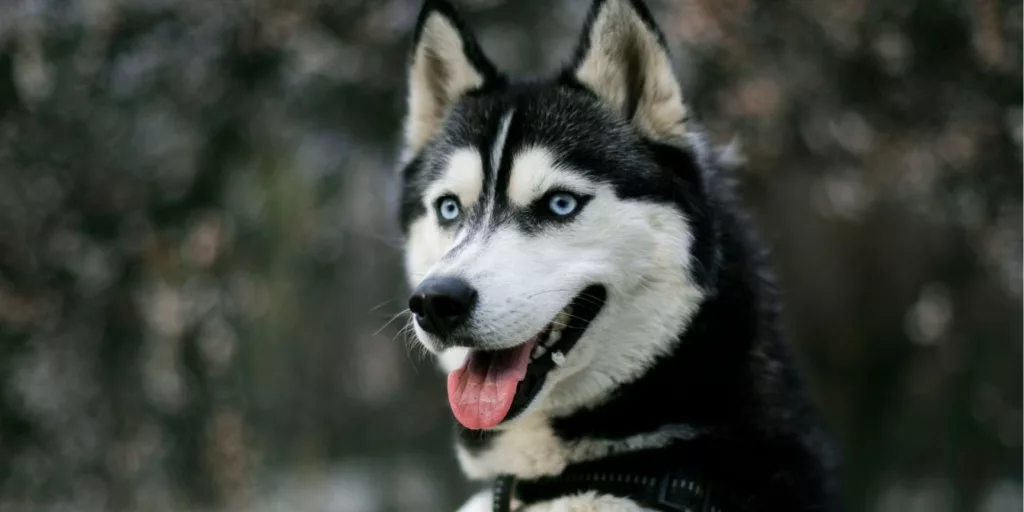 Los perros pueden saber si estás feliz, triste o enojado solo con ver tu cara, según la ciencia